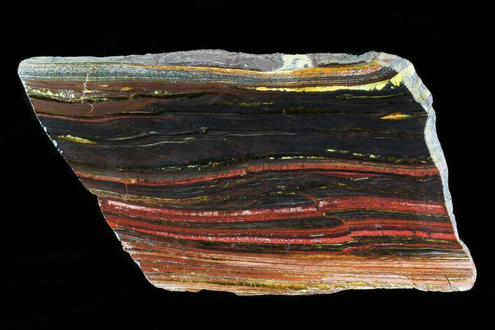 Polished Tiger Iron Stromatolite - ( Billion Years) #75854